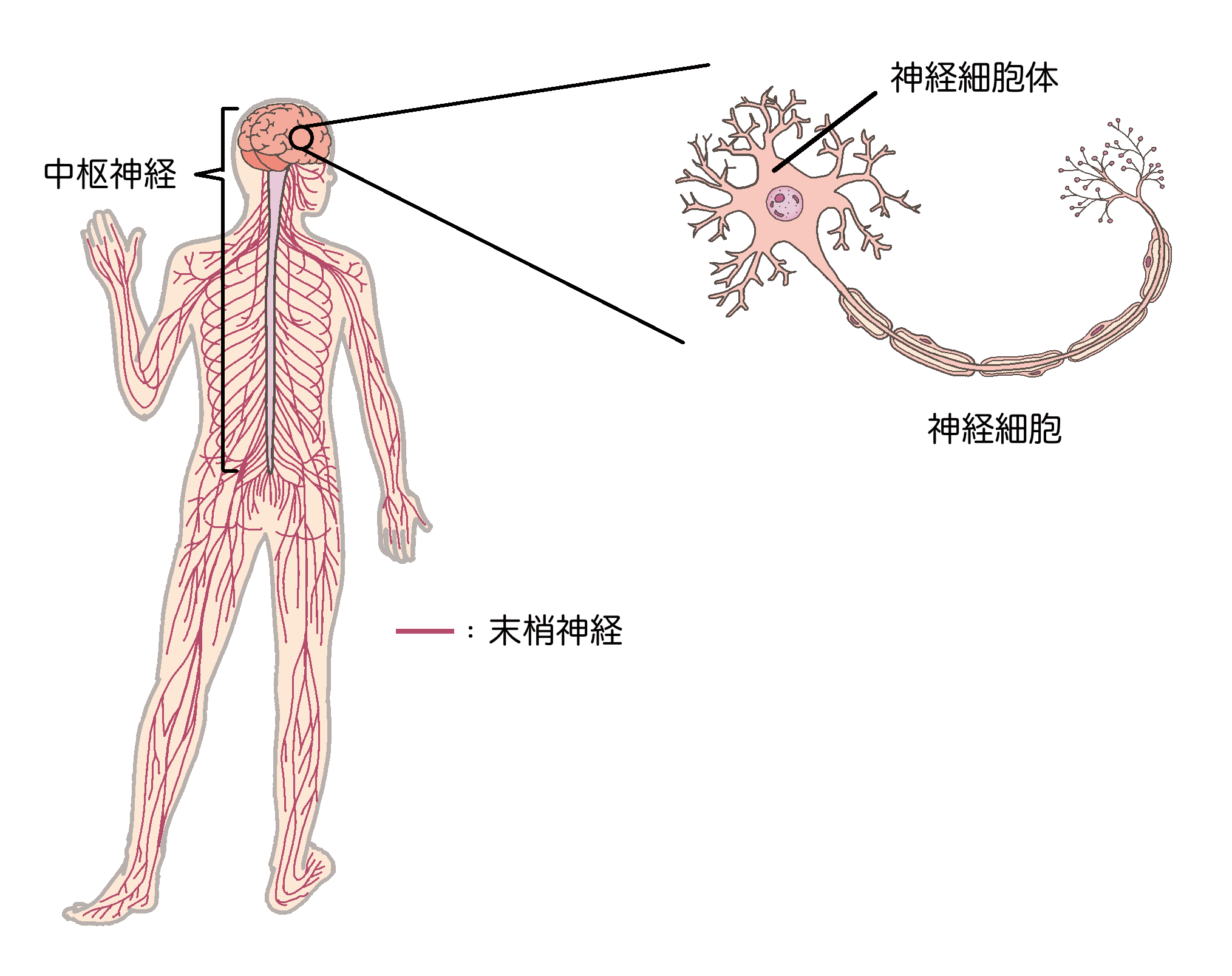 末梢神経障害 | nate-hospital.com